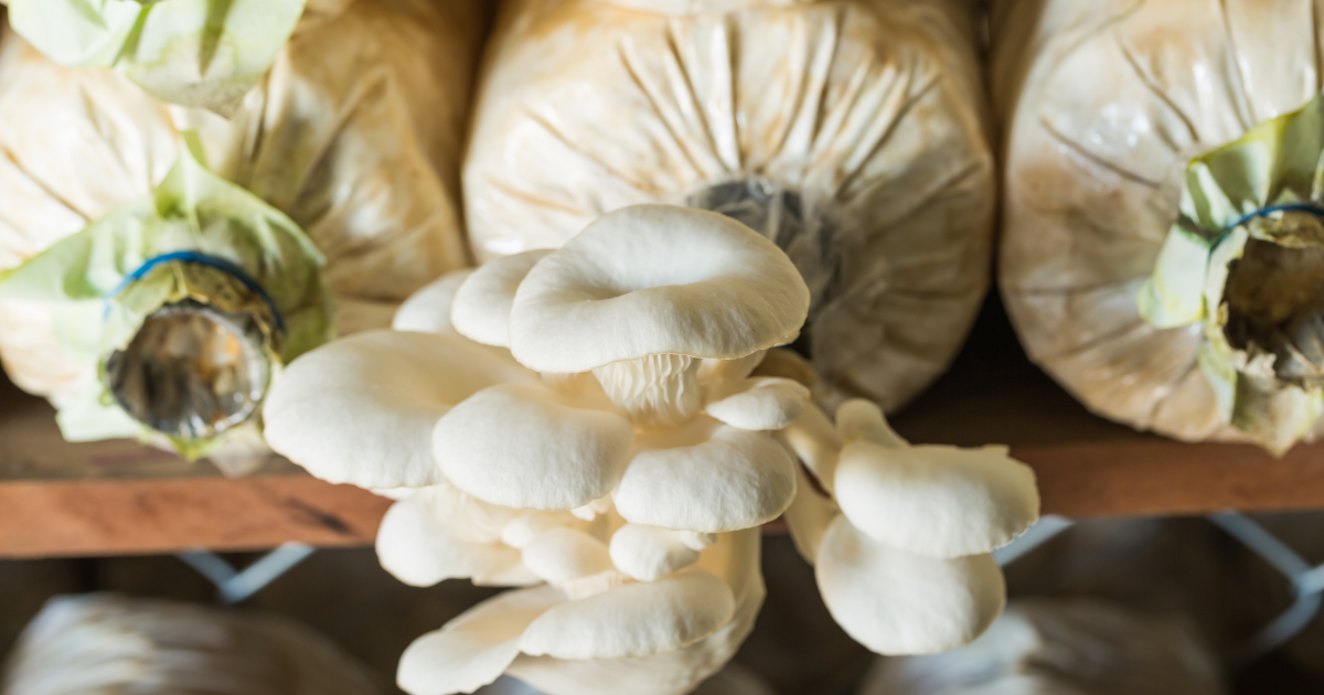 Oyster Mushroom VS Button Mushroom – Growing Difference